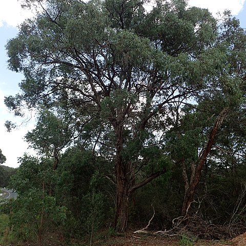 Eucalyptus acaciiformis unspecified picture