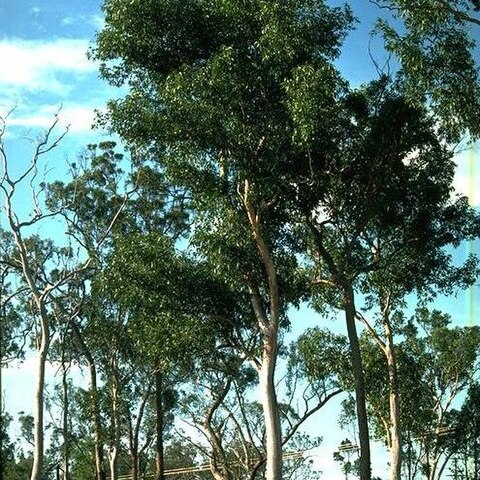 Eucalyptus hallii unspecified picture