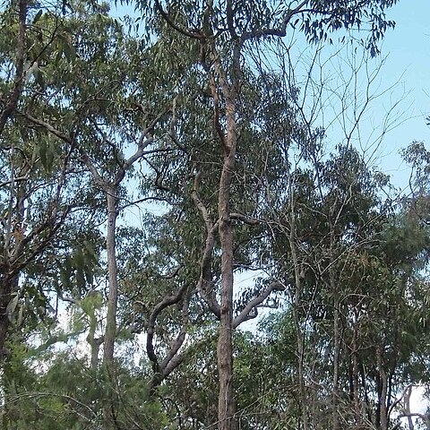 Eucalyptus mediocris unspecified picture