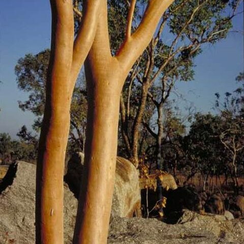 Eucalyptus tintinnans unspecified picture