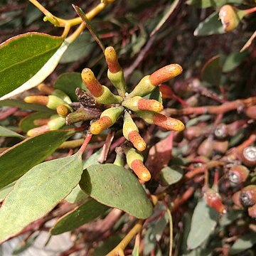 Eucalyptus utilis unspecified picture