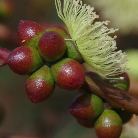 Eucalyptus terebra unspecified picture