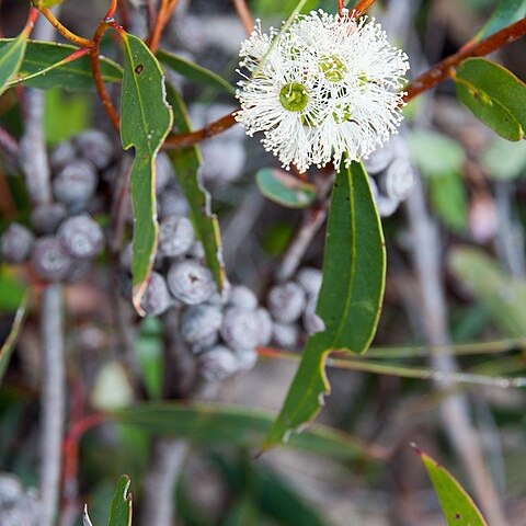 Eucalyptus diversifolia unspecified picture