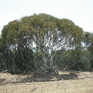 Eucalyptus deflexa unspecified picture