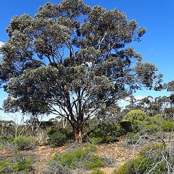 Eucalyptus densa unspecified picture