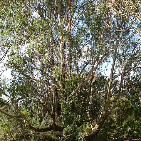 Eucalyptus elata unspecified picture