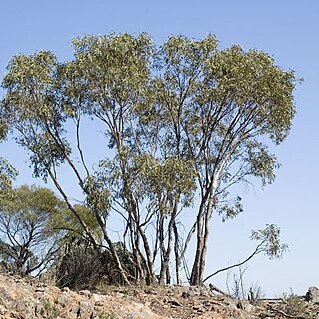 Eucalyptus dwyeri unspecified picture