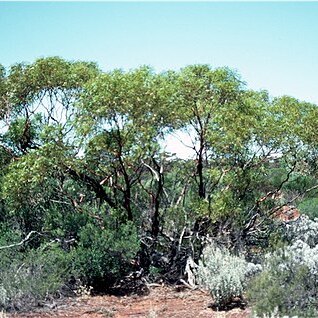 Eucalyptus effusa unspecified picture