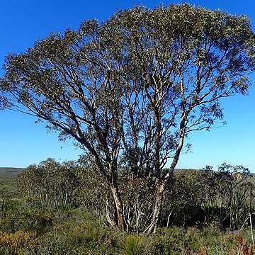 Eucalyptus balanites unspecified picture