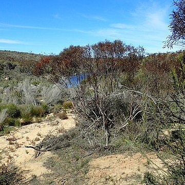 Eucalyptus latens unspecified picture