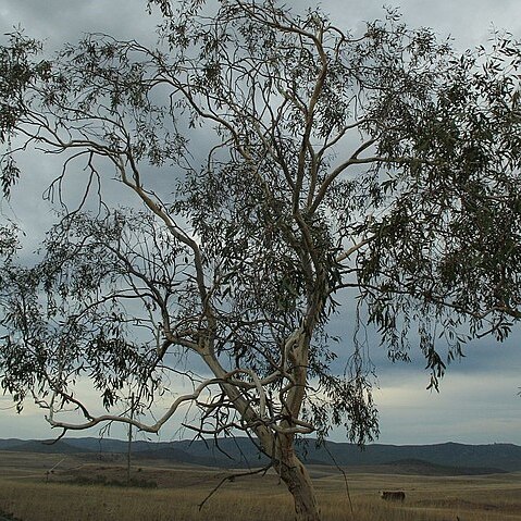 Eucalyptus lacrimans unspecified picture