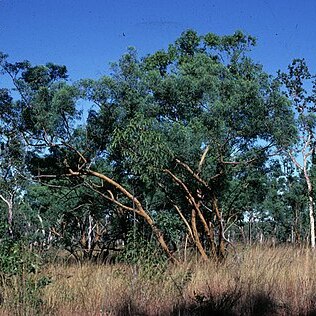 Eucalyptus lirata unspecified picture