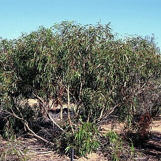 Eucalyptus lucens unspecified picture