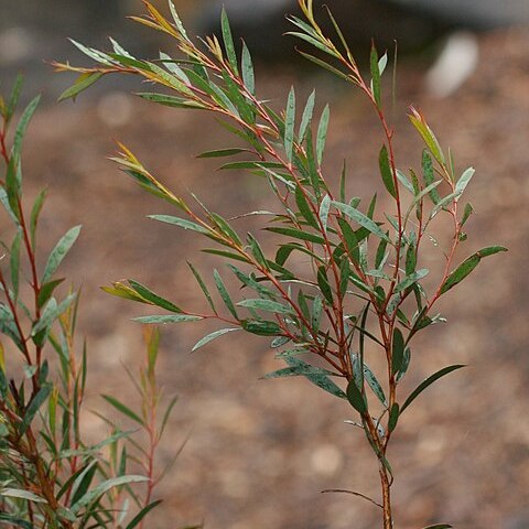 Eucalyptus moorei unspecified picture