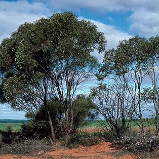 Eucalyptus comitae-vallis unspecified picture