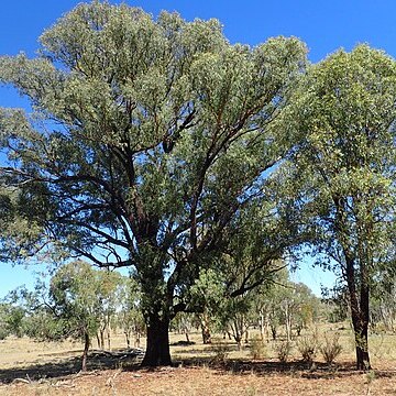 Eucalyptus caleyi unspecified picture