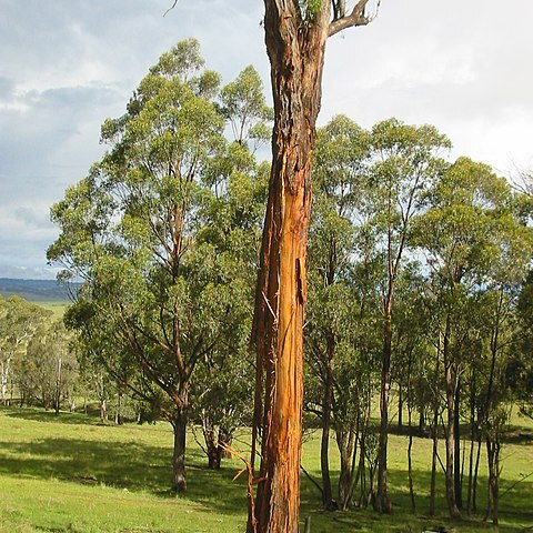 Eucalyptus caliginosa unspecified picture