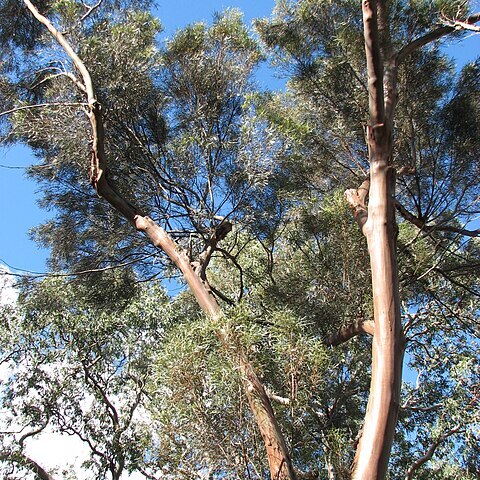 Eucalyptus spathulata unspecified picture