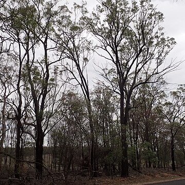 Eucalyptus rhombica unspecified picture