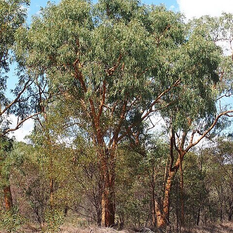 Eucalyptus similis unspecified picture