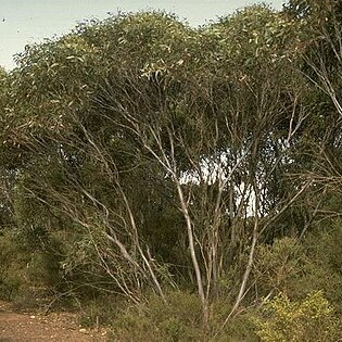 Eucalyptus rugosa unspecified picture