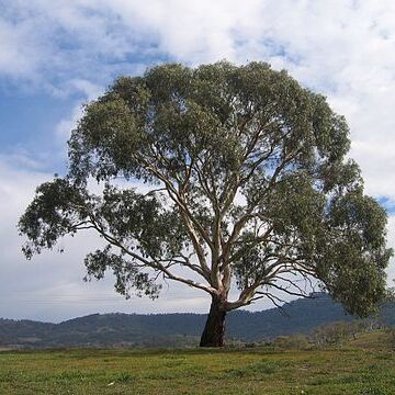 Eucalyptus rubida unspecified picture