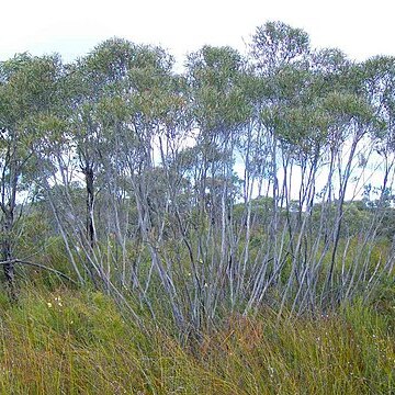 Eucalyptus stricta unspecified picture