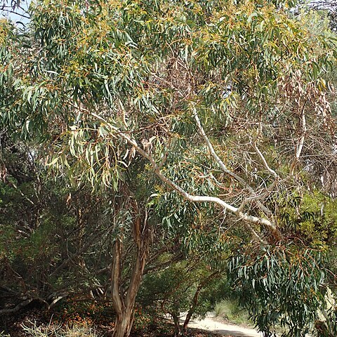 Eucalyptus suberea unspecified picture