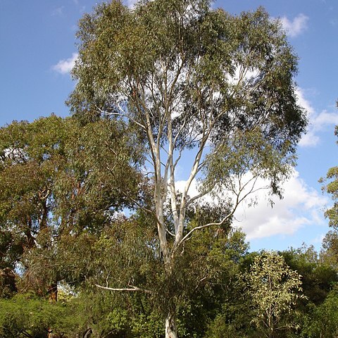 Eucalyptus scoparia unspecified picture