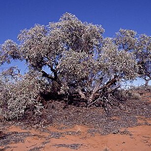 Eucalyptus canescens unspecified picture