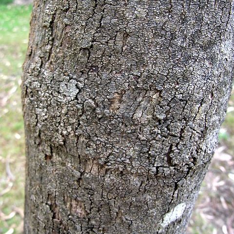 Eucalyptus cadens unspecified picture