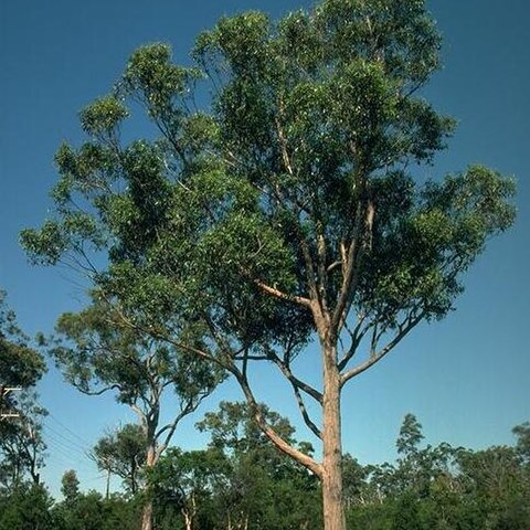 Eucalyptus camfieldii unspecified picture