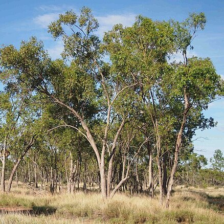 Eucalyptus brownii unspecified picture