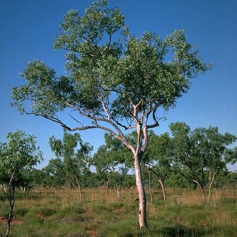 Eucalyptus brevifolia unspecified picture