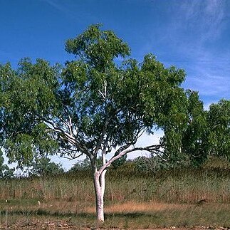 Eucalyptus confluens unspecified picture