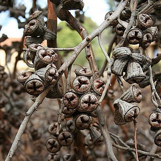 Eucalyptus cornuta unspecified picture