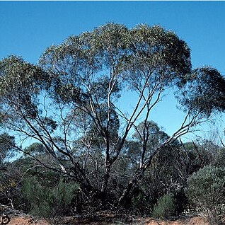 Eucalyptus jucunda unspecified picture