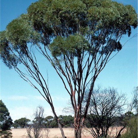 Eucalyptus kochii unspecified picture