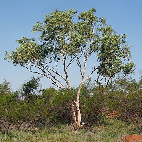 Eucalyptus victrix unspecified picture