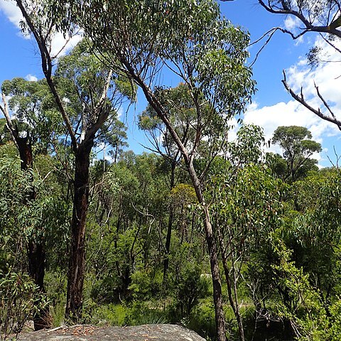 Eucalyptus williamsiana unspecified picture