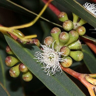 Eucalyptus willisii unspecified picture