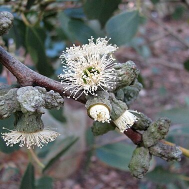 Eucalyptus verrucata unspecified picture