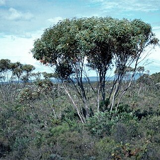 Eucalyptus falcata unspecified picture