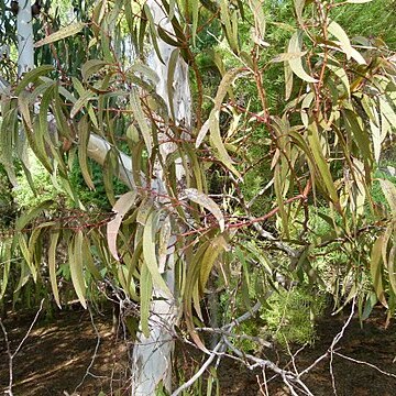 Eucalyptus fasciculosa unspecified picture