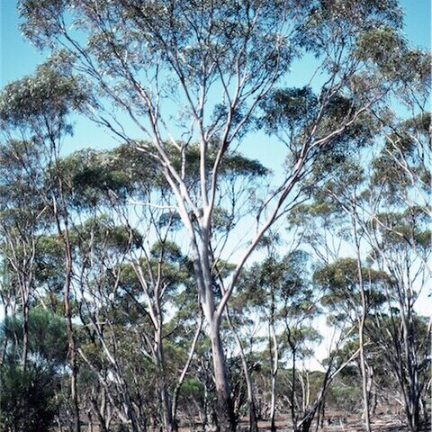 Eucalyptus fraseri unspecified picture