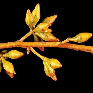 Eucalyptus fruticosa unspecified picture