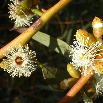 Eucalyptus gracilis unspecified picture