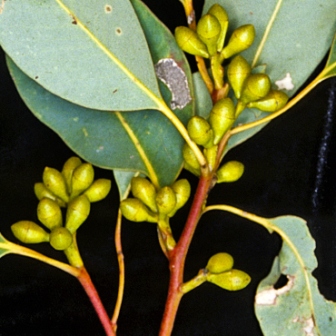 Eucalyptus grisea unspecified picture