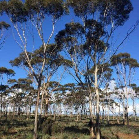 Eucalyptus ornata unspecified picture