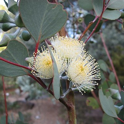 Eucalyptus orbifolia unspecified picture